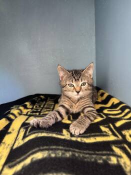 Nemo -  Domestic Short Hair Cat Available for Adoption in Reston, Virginia - Nemo | PetCurious