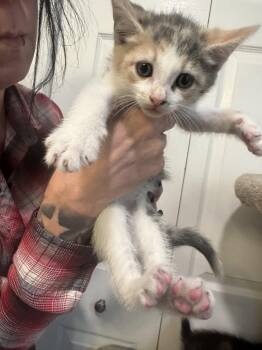 Dilute Calico and Domestic Short Hair Cats Available for Adoption in Ringwood, New Jersey - Fawn | PetCurious