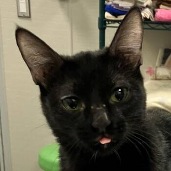 Domestic Short Hair Cats Available for Adoption in Las Cruces, New Mexico - Margarita | PetCurious