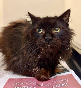 Victor -  Domestic Long Hair Cat Available for Adoption in Douglasville, Georgia - Victor | PetCurious