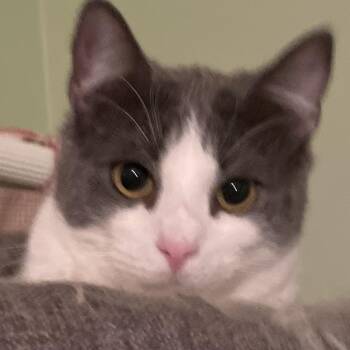 Domestic Short Hair Cats Available for Adoption - Ember  | PetCurious