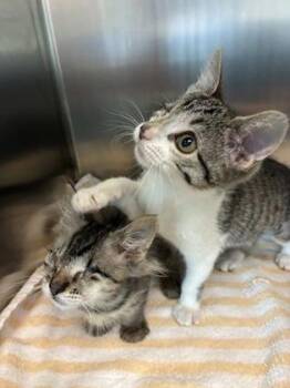 Domestic Short Hair Cats Available for Adoption in Sacramento, California - Fern | PetCurious