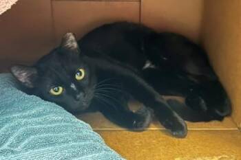 Ferv -  Domestic Short Hair Cat for Adoption in Fairfax, Virginia - Ferv | PetCurious