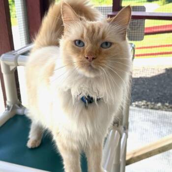Yoda -  Ragdoll Cat for Adoption in Greensburg, Pennsylvania - Yoda | PetCurious