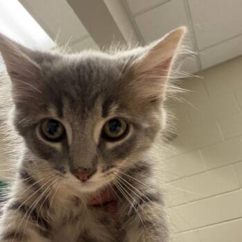 Fairy -  Domestic Short Hair Cat for Adoption in Reno, Nevada - Fairy | PetCurious