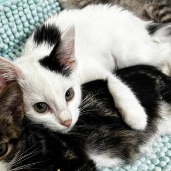 Patches -  Domestic Short Hair Cat for Adoption in NEW PT RICHEY, Florida - Patches | PetCurious