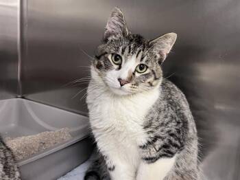 Domestic Short Hair Cats Available for Adoption in Kent, Washington - SPOT | PetCurious