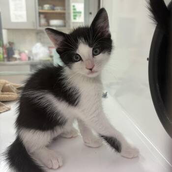 Laverno -  Domestic Short Hair Cat for Adoption in Peconic, New York - Laverno | PetCurious