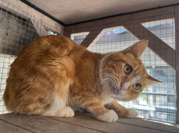Domestic Short Hair Cats Available for Adoption - Sergio | PetCurious