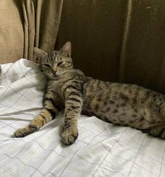 Harmony -  Domestic Short Hair Cat Available for Adoption in Groveland, Massachusetts - Harmony | PetCurious