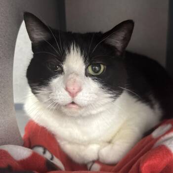 Domestic Short Hair Cats Available for Adoption - Bella | PetCurious