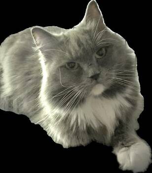 Natia (Bonded with Cococreme) -  Domestic Long Hair and Persian Cat for Adoption in Ridgeside, Tennessee - Natia (Bonded With Cococreme) | PetCurious