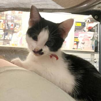 Echo -  Tuxedo Cat for Adoption in Honeoye, New York - Echo | PetCurious
