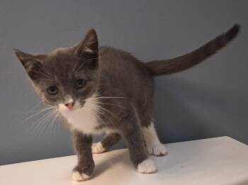Margie -  Domestic Short Hair Cat for Adoption in Greensboro, North Carolina - Margie | PetCurious
