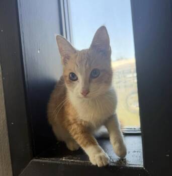 Cheese Puff -  Domestic Short Hair Cat for Adoption in Vicksburg, Mississippi - Cheese Puff | PetCurious