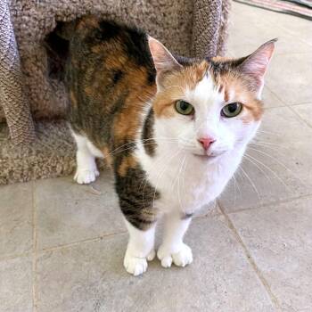 Consuela -  Domestic Short Hair Cat for Adoption in Green Bay, Wisconsin - Consuela | PetCurious