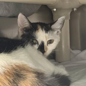 TOASTER STRUDEL -  Domestic Short Hair Cat for Adoption in Las Vegas, Nevada - TOASTER STRUDEL | PetCurious