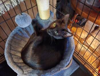 Raven -  Domestic Short Hair Cat for Adoption in Randolph, Vermont - Raven | PetCurious