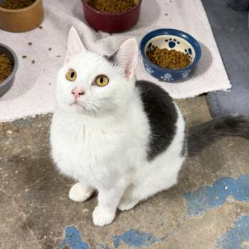 Domestic Short Hair Cats Available for Adoption - Ducky | PetCurious