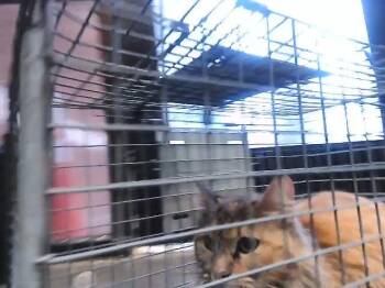Domestic Long Hair Cats Available for Adoption in Tulsa, Oklahoma - PIE | PetCurious