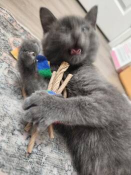 Crustopher -  Domestic Medium Hair Cat for Adoption in Grand Rapids, Michigan - Crustopher | PetCurious
