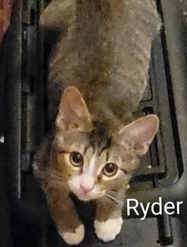 Ryder -  Domestic Short Hair Cat for Adoption in Las Vegas, Nevada - Ryder | PetCurious