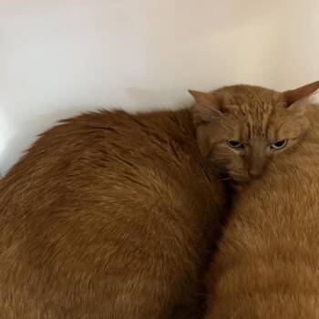Jasper -  Domestic Short Hair Cat for Adoption in Dekalb, Illinois - Jasper | PetCurious