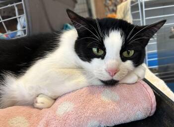Tapestry -  Domestic Short Hair Cat for Adoption in Peru, Illinois - Tapestry | PetCurious