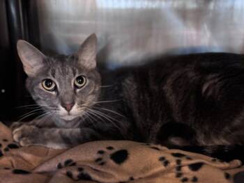 BISCUIT -  Domestic Short Hair Cat for Adoption in Houston, Texas - BISCUIT | PetCurious