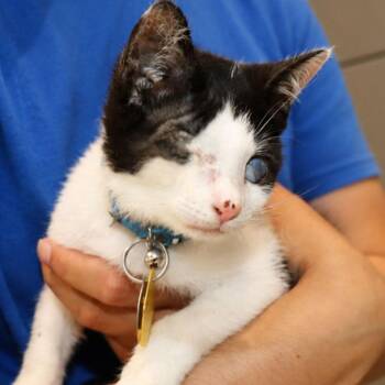 Odysseus -  Domestic Short Hair Cat for Adoption in Port Washington, New York - Odysseus | PetCurious