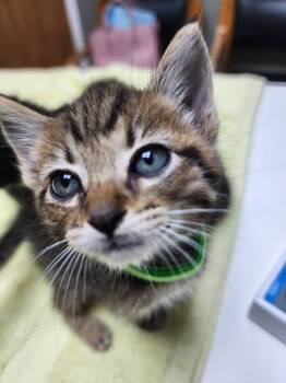 Stampy -  American Shorthair Cat for Adoption in Grand Prairie, Texas - Stampy | PetCurious
