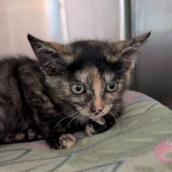 Lemon -  Domestic Short Hair Cat for Adoption in Spokane, Washington - Lemon | PetCurious