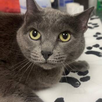 Chappie -  Domestic Short Hair Cat for Adoption in Greenville, South Carolina - Chappie | PetCurious