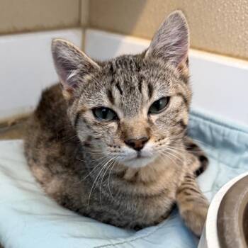 Domestic Short Hair Cats Available for Adoption in Mankato, Minnesota - Shade | PetCurious