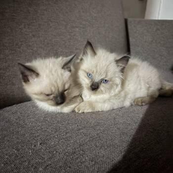 Siamese Cats Available for Adoption in Columbia, South Carolina - Cuddle And Bug (bonded Pair) | PetCurious
