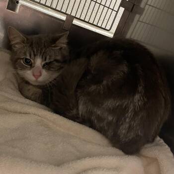 Diesel -  Domestic Short Hair Cat Available for Adoption in Bristol, Indiana - Diesel | PetCurious