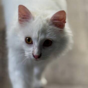 Falkor -  Domestic Long Hair Cat for Adoption in Chariton, Iowa - Falkor | PetCurious