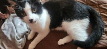 Patrick bonded with Patches (foster cat) -  Domestic Short Hair Cat for Adoption in Littlestown, Pennsylvania - Patrick Bonded With Patches (foster Cat) | PetCurious