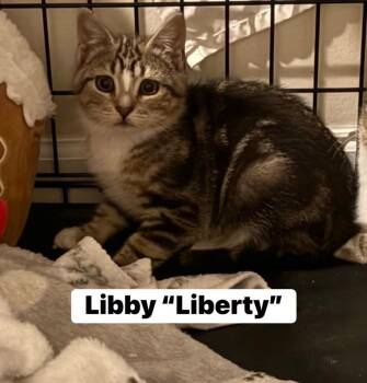 Libby -  Domestic Short Hair Cat for Adoption in Washington Township, New Jersey - Libby | PetCurious
