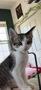 Mars -  Domestic Short Hair and Tabby Cat for Adoption in Brentwood, California - Mars | PetCurious