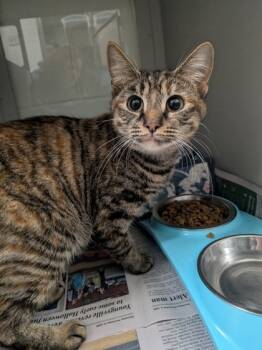 Rescue Domestic Short Hair Cats for Adoption in Louisburg, North Carolina - Irene | PetCurious