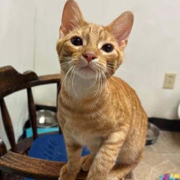 Timmy -  Domestic Short Hair Cat for Adoption in Monticello, Illinois - Timmy | PetCurious