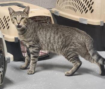 PHAROAH -  Domestic Short Hair and Tabby Cat for Adoption in Lexington, Tennessee - PHAROAH | PetCurious