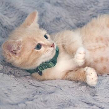 Domestic Medium Hair Cats Available for Adoption in San Antonio, Texas - Aster | PetCurious