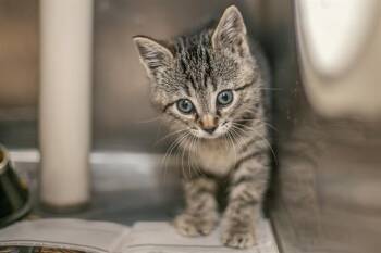 SNOOP DOG -  Domestic Short Hair Cat for Adoption in Charlotte, North Carolina - SNOOP DOG | PetCurious