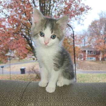 Rescue Domestic Short Hair Cats for Adoption in Columbia, Missouri - Rudolph | PetCurious