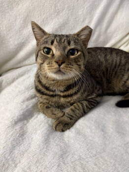 Rescue Domestic Short Hair Cats for Adoption in Rockville, Maryland - Tiger (FKA Mykyia) | PetCurious