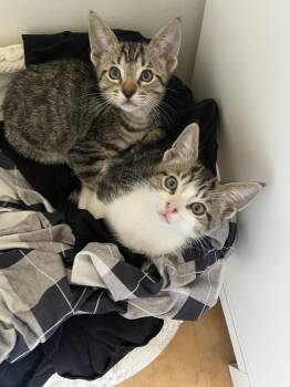 Domestic Short Hair Cats Available for Adoption in Los Angeles, California - Indiana | PetCurious