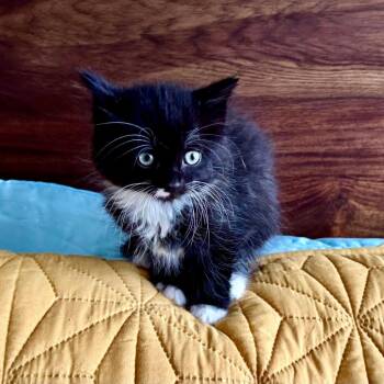 Domestic Short Hair Cats Available for Adoption - Quince | PetCurious