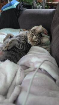 Cleopatra -  Tabby and Egyptian Mau Cat for Adoption in River Falls, Wisconsin - Cleopatra | PetCurious